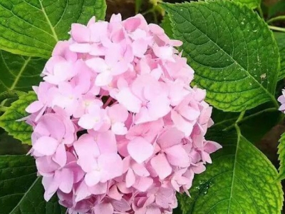 繡球花的花期有多長時(shí)間