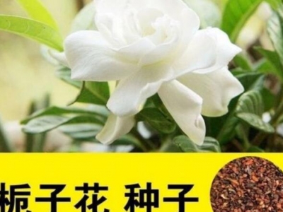 梔子花種子什么時(shí)候播種最好