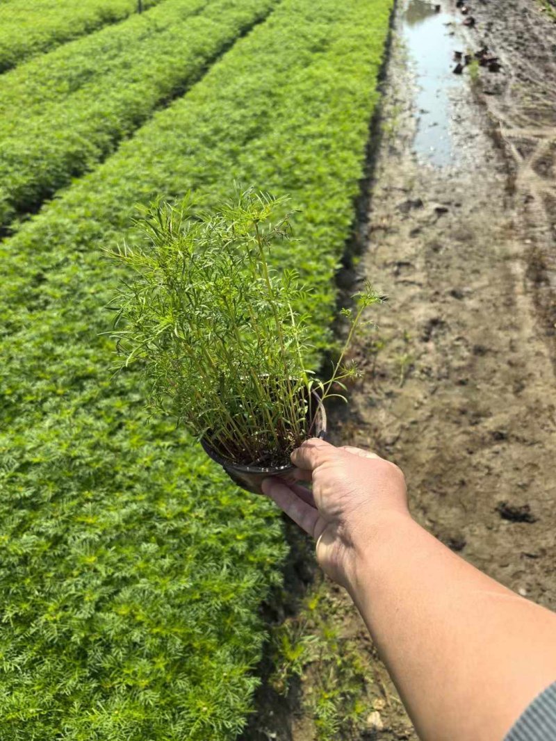 波斯菊苗杯苗容器苗